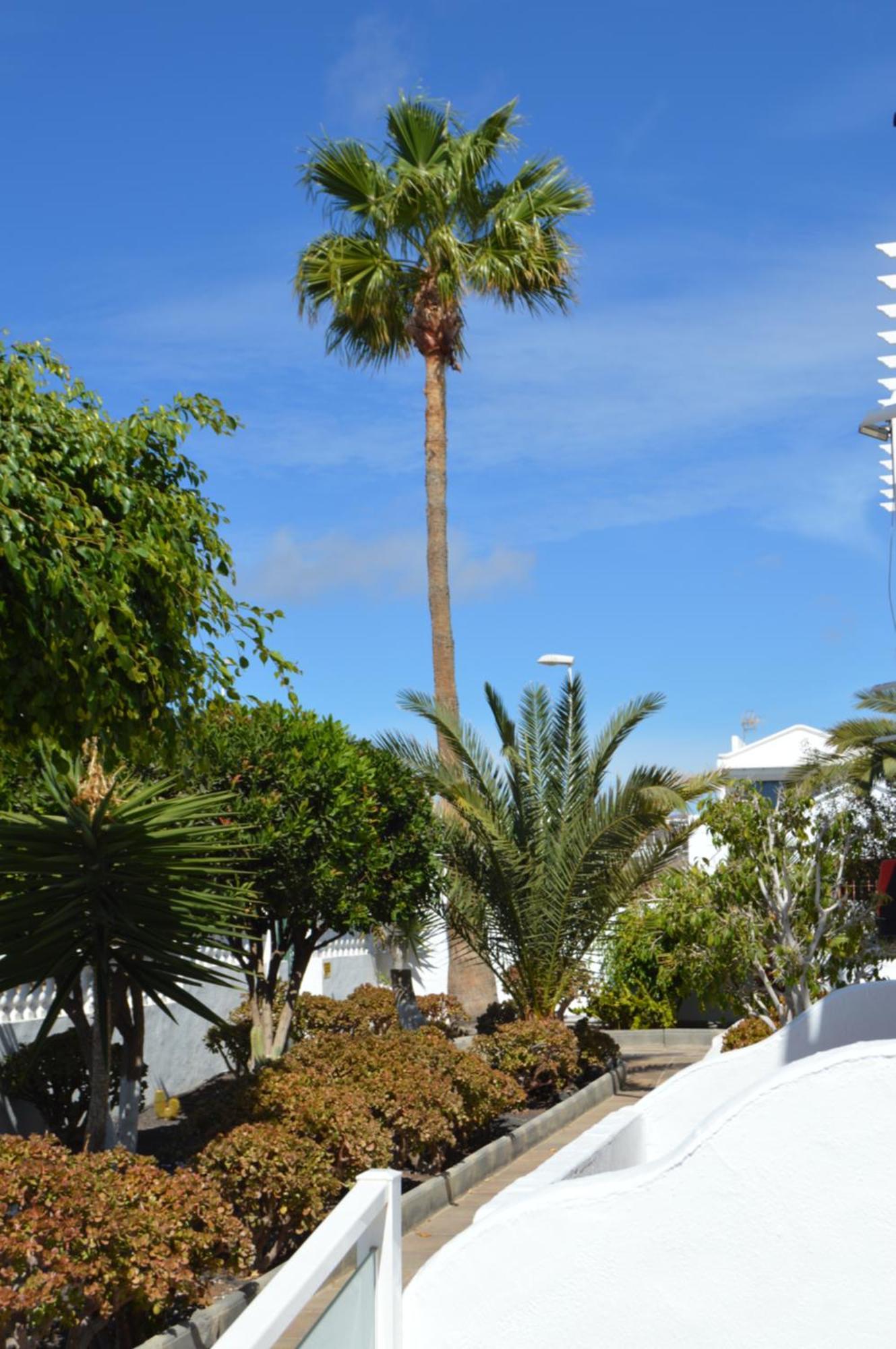 Lava Teneguia, 5 Guests In 2 Bedrooms Puerto del Carmen  Exteriér fotografie
